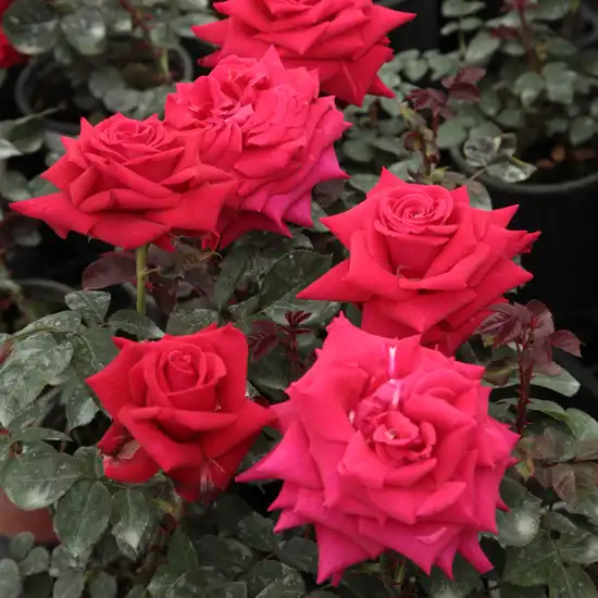 Roşu, roşu carmin - trandafir teahibrid
